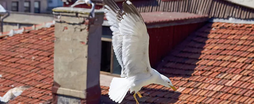 Residential Chimney Animal Removal Solution in Danville, IL
